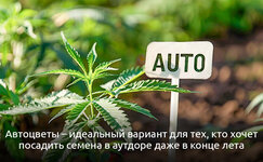Kogda-dopustimo-vysazhivat-avtocvety-v-otkrytyj-grunt__B3zSS7xUDV0ItuGm.jpg Kogda-dopustimo-vysazhivat-avtocvety-v-otkrytyj-grunt__B3zSS7xUDV0ItuGm.jpg