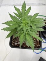IMG_4508.jpeg